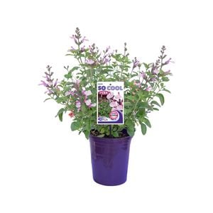 140mm Salvia So Cool Pink - Salvia