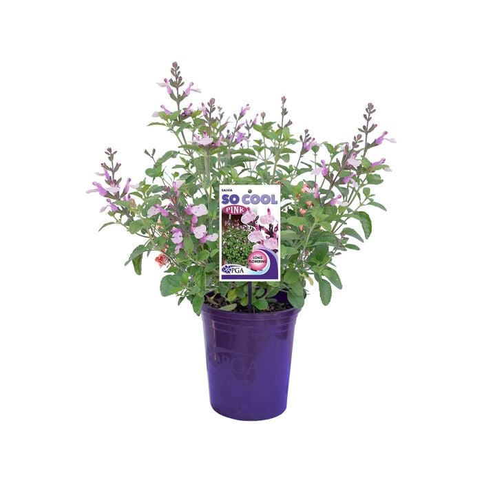140mm Salvia So Cool Pink - Salvia
