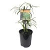 Plants for Ponds - 125mm Umbrella Grass