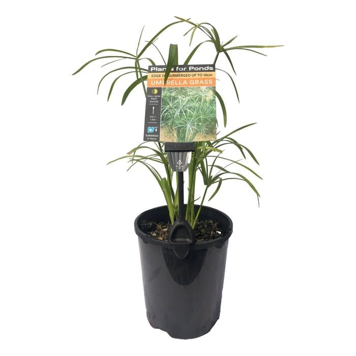 Plants for Ponds - 125mm Umbrella Grass