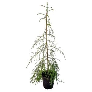 3.3L Rimu Tree - Dacrydium cupressinum