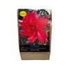 Yarra Valley Bulbs Hippeastrum Ballerina - 1 Pack
