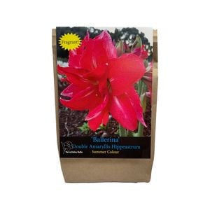 Yarra Valley Bulbs Hippeastrum Ballerina - 1 Pack