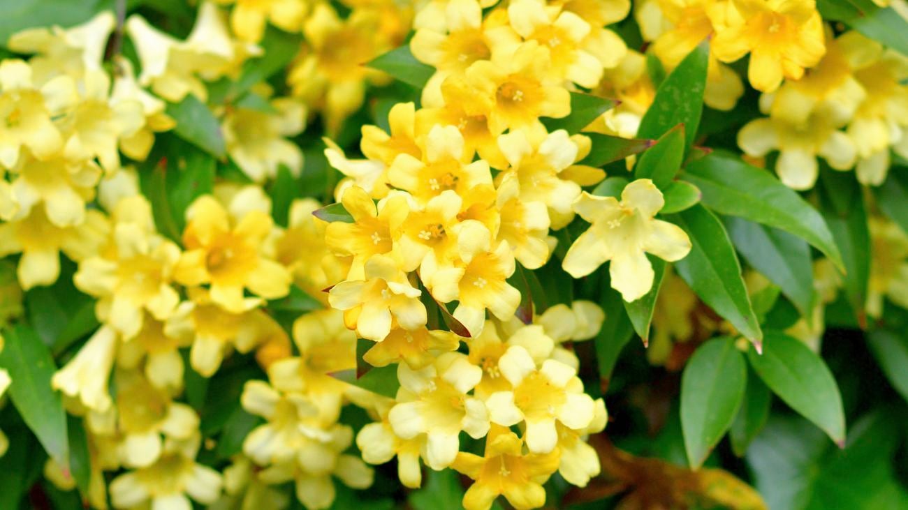 Close up of bright yellow flowering jasmine plant