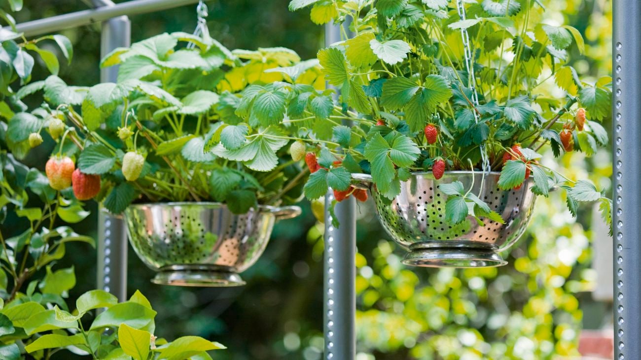 Strawberries growing in metal colanders