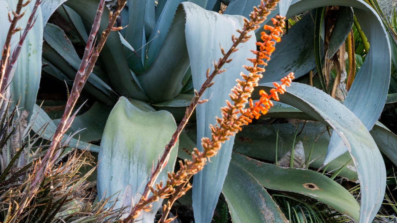A plant with blue-tinged leaves and spiky, orange flowers sits in a garden bed