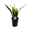 140mm Sansevieria Flame - Dracaena trifasciata