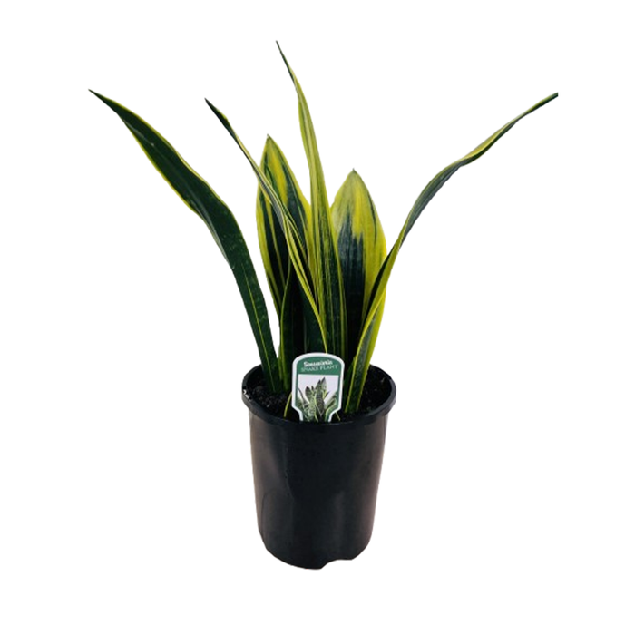 140mm Sansevieria Flame - Dracaena trifasciata