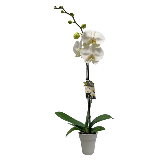 120mm Moth Orchid - Phalaenopsis