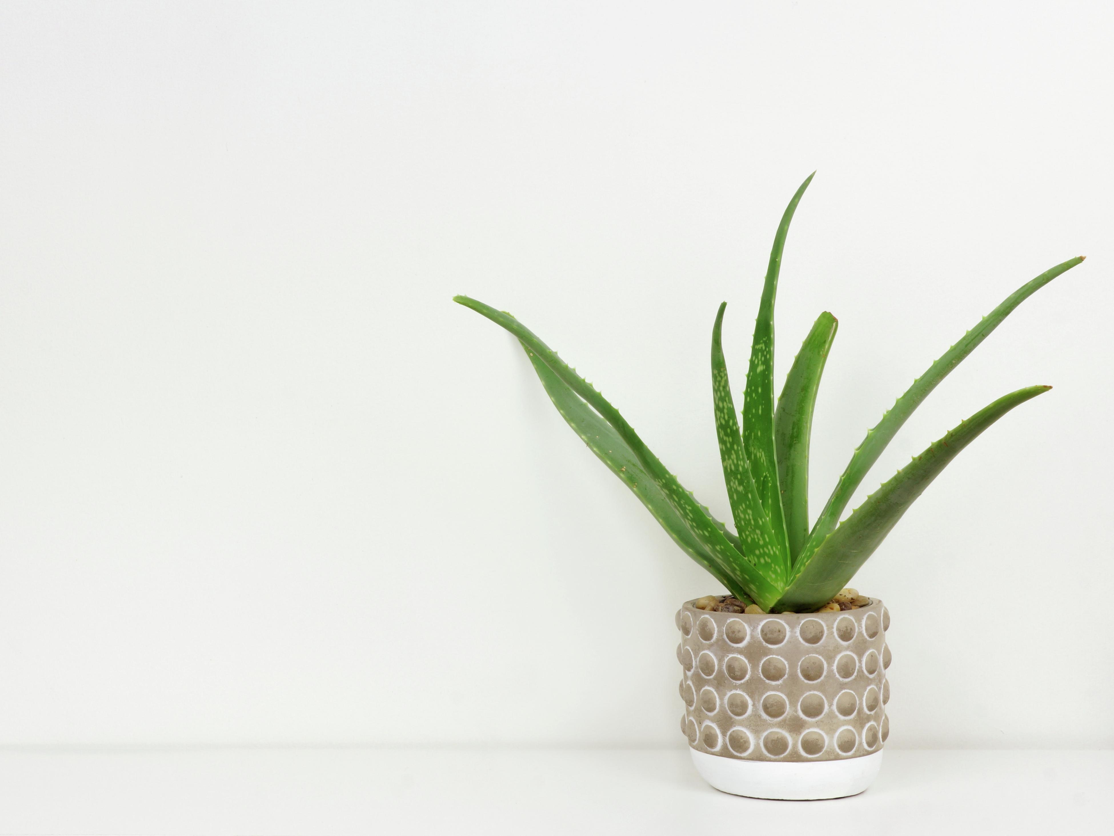 How To Plant And Grow Aloe Vera - Bunnings New Zealand