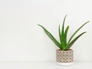 A small aloe vera plant in a brown pot.