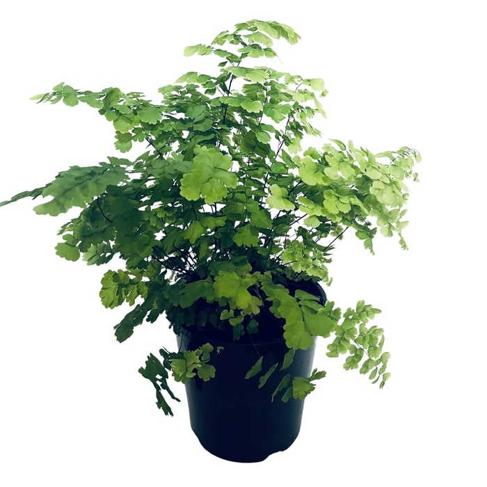140mm Maiden Hair Fern - Adiantum raddianum Pacific Maid