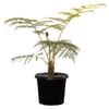 300mm Tree Fern - Cyathea cooperi