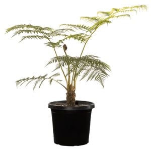 300mm Tree Fern - Cyathea cooperi