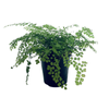 140mm Valley Mist Fern - Adiantum aethiopicum