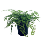 140mm Valley Mist Fern - Adiantum aethiopicum