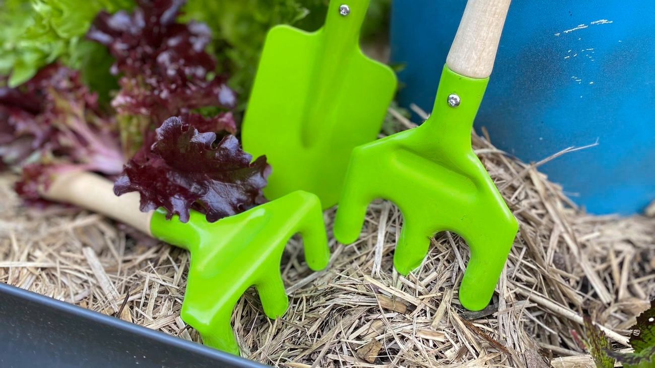 Kids garden tools in a veggie path with lettuce.