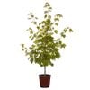 250mm October Glory Red Maple - Acer rubrum