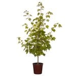 250mm October Glory Red Maple - Acer rubrum