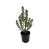 2.5L Safari Sunset - Leucodendron safari Sunset
