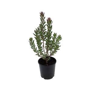 2.5L Safari Sunset - Leucodendron safari Sunset
