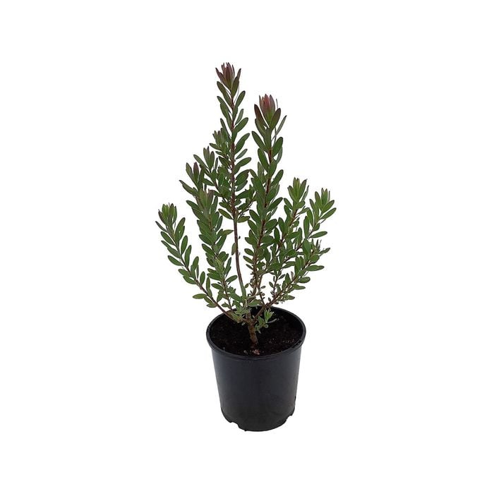 2.5L Safari Sunset - Leucodendron safari Sunset