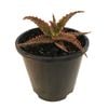 1.3L Aloe Stingray - Aloe hybrid