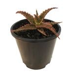 1.3L Aloe Stingray - Aloe hybrid