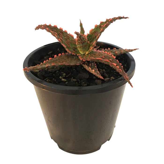1.3L Aloe Stingray - Aloe hybrid