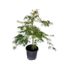 30L Japanese Maple - Acer palmatum Cissectum Palmatifidum
