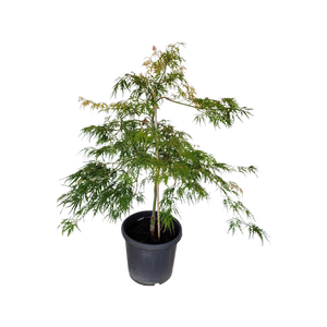 30L Japanese Maple - Acer palmatum Cissectum Palmatifidum