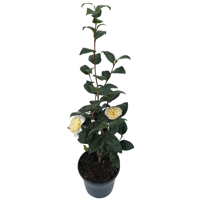 200mm Camellia Brushfields Yellow - Camellia japonica