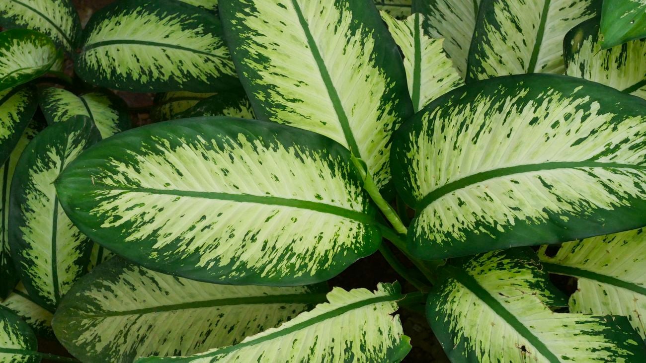 Dieffenbachia plant on black background. Close-up of abstract patterned leaves.