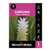 Bloomin Bulbs Curcuma Pink Surprise - 1 Pack