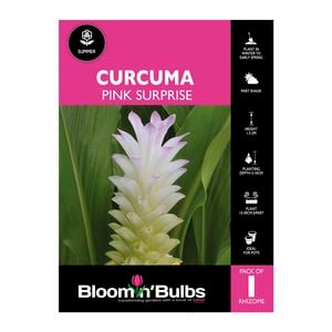Bloomin Bulbs Curcuma Pink Surprise - 1 Pack