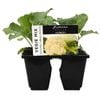 6 Cell Brassica Mix - Fusion Vegetable Range
