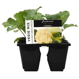 6 Cell Brassica Mix - Fusion Vegetable Range