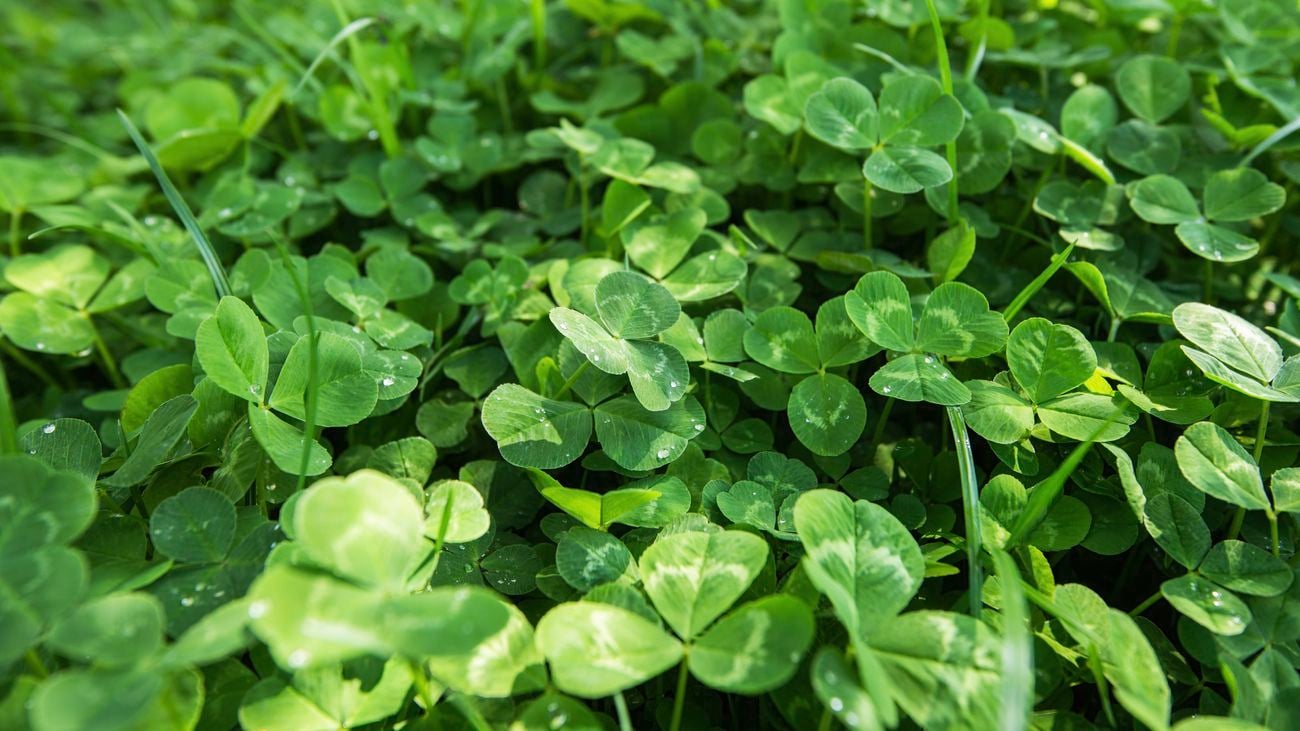Close up of creeping oxalis in grass