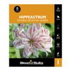 Bloomin Bulbs Hippeastrum Double Dancing Queen - 1 Pack