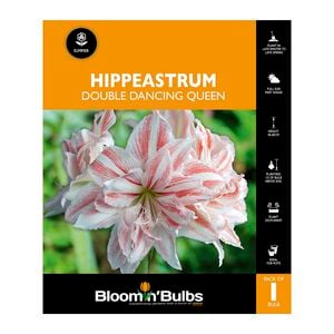 Bloomin Bulbs Hippeastrum Double Dancing Queen - 1 Pack