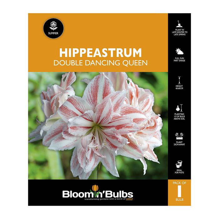 Bloomin Bulbs Hippeastrum Double Dancing Queen - 1 Pack