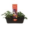 Punnet Pansy Jumbo Mix - Viola wittrockiana