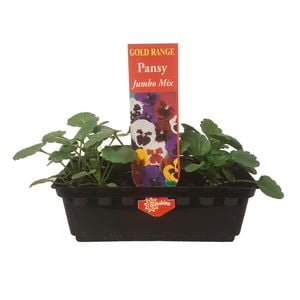 Punnet Pansy Jumbo Mix - Viola wittrockiana