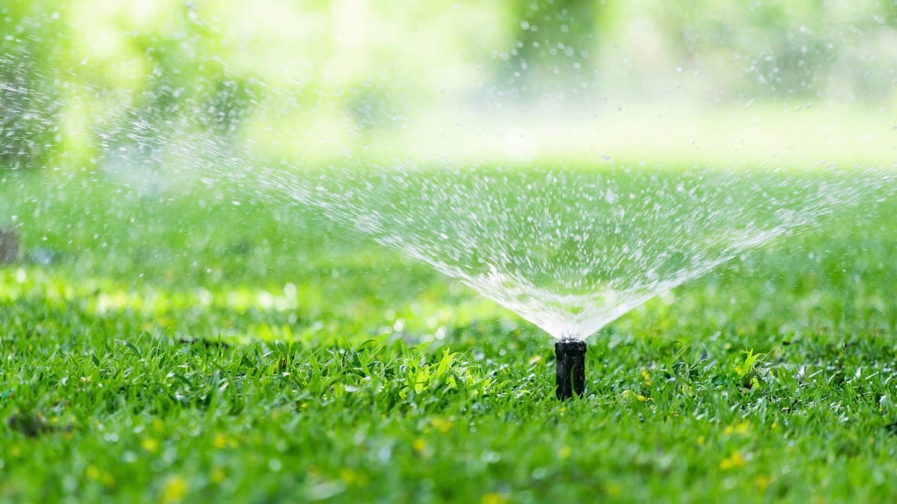 Watering spraying from a pop-up sprinkler in a green lawn