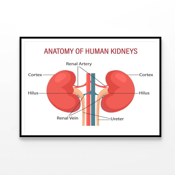 Anatomy Of the Human Kidney  Print 100% Australian Made 120x90cm  (Poster)