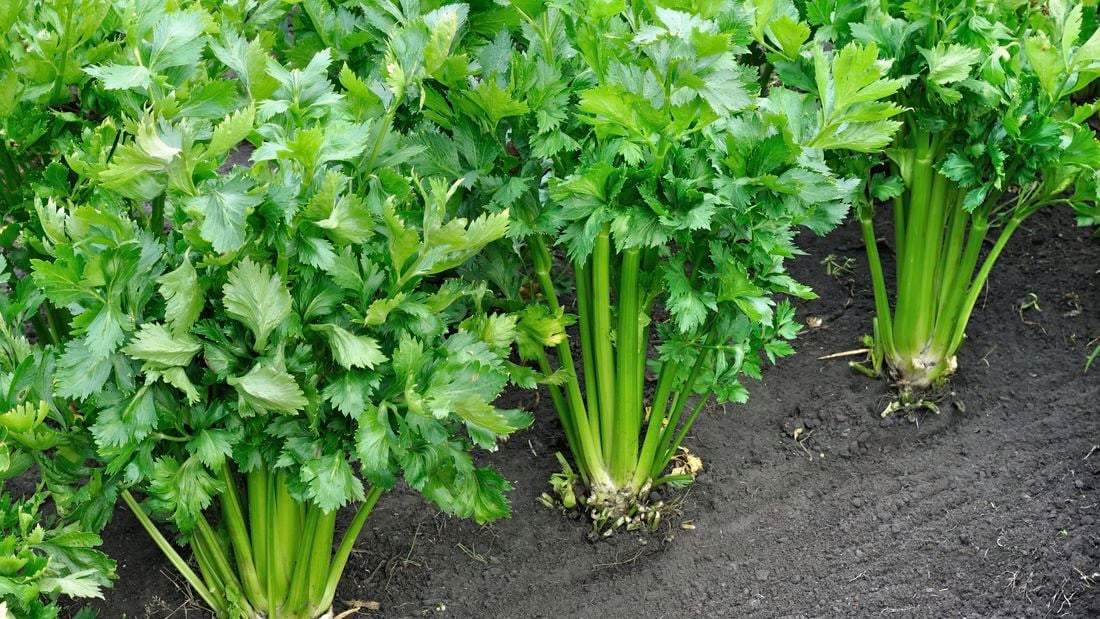 Celery plants growing in a garden bed