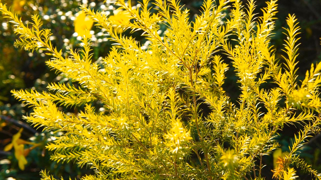 Close up of Melaleuca ‘Revolution Gold’ plant