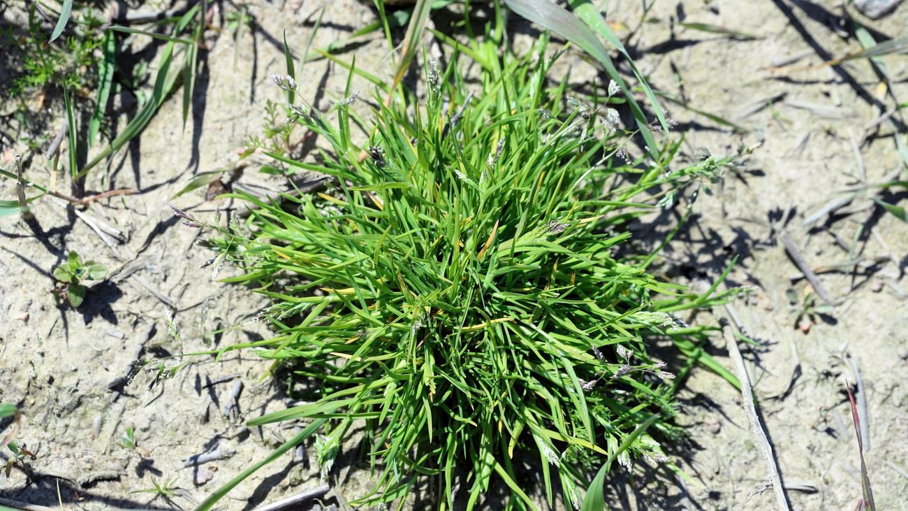 Aerial shot of a bundle of wintergrass weed in dirt