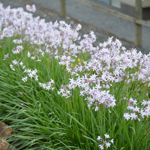 1.9L Tulbaghia Milky Way - Tulbaghia