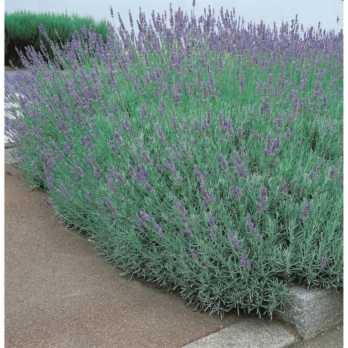 140mm French Lavender - Lavandula dentata Frenchette